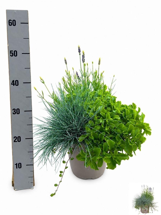 <h4>Plantes vivaces et Plantes à massif mélangé in pot</h4>
