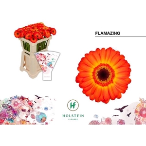 Germini Flamazing Water