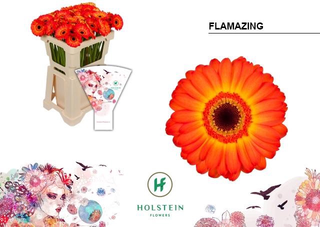 <h4>Germini Flamazing Water</h4>