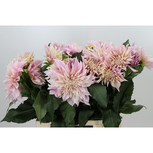 Dahlia Café au Lait