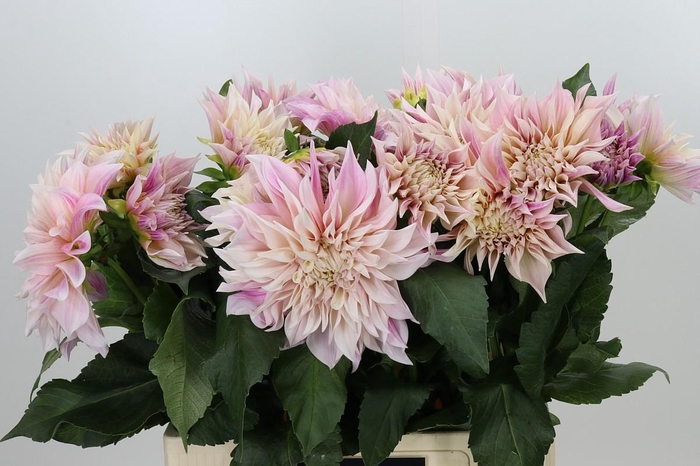 <h4>Dahlia Café au Lait</h4>