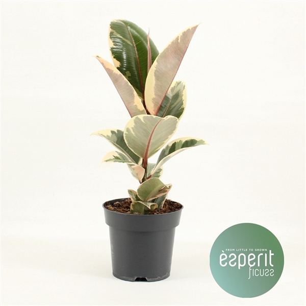 <h4>Ficus elastica Tineke</h4>