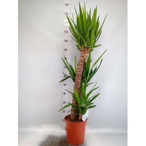 Yucca