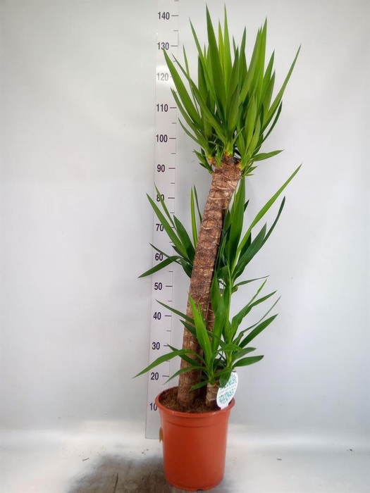 <h4>Yucca</h4>