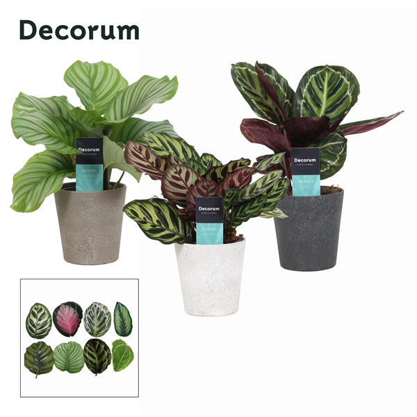 <h4>Calathea Mix in Ompot Luna (Decorum)</h4>