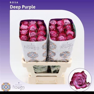 R GR DEEP PURPLE