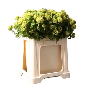 Viburnum Opulus