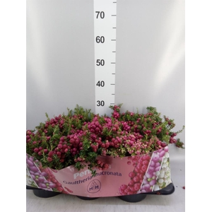 Gaultheria mucronata