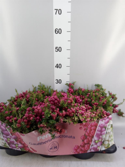 <h4>Gaultheria mucronata</h4>