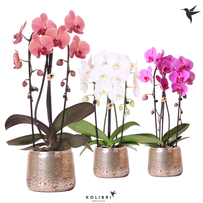 <h4>Kolibri Orchids Phalaenopsis Cascade Niagara Fall mix 2 spike in Luxury pot silver</h4>