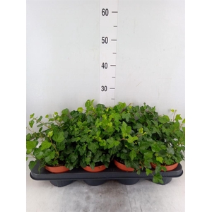 Hedera helix 'Wonder'