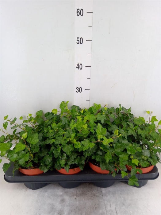 <h4>Hedera helix 'Wonder'</h4>