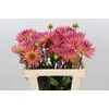 Dahlia Electric Light
