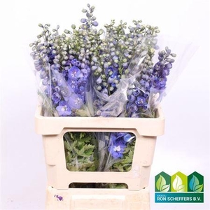 DELPH DU AURORA BLUE