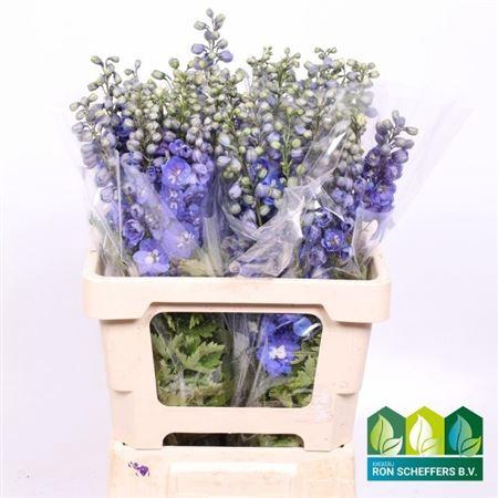 <h4>DELPH DU AURORA BLUE</h4>