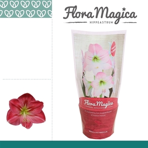 Amaryllis Sweet Pink 2 Knop FM Hoes