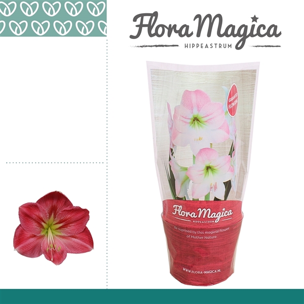 <h4>Amaryllis Sweet Pink 2 Knop FM Hoes</h4>