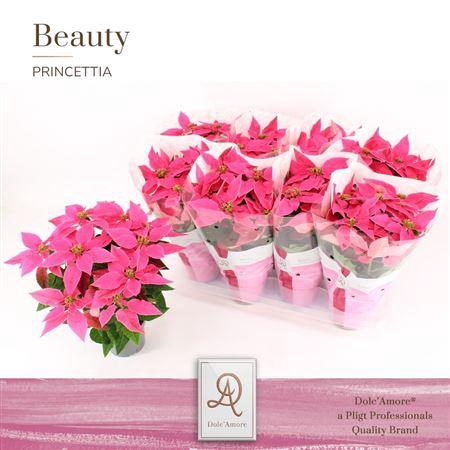 <h4>Euph P Princettia Dark Pink 5+ Dolc'Amore</h4>