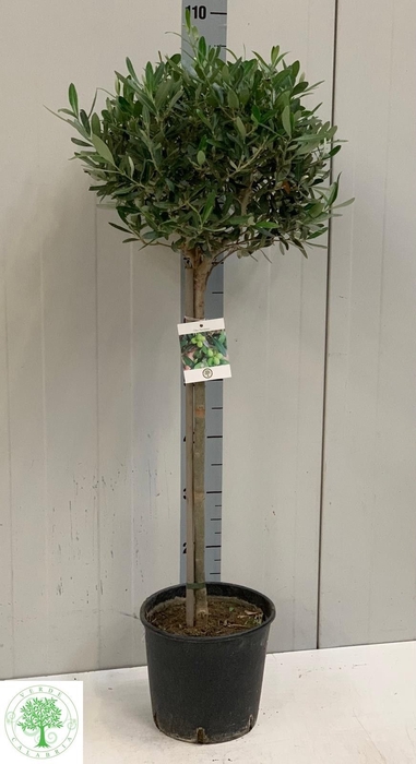 <h4>OLEA EUROPAEA</h4>