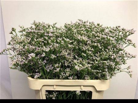 <h4>Lim White Neto</h4>