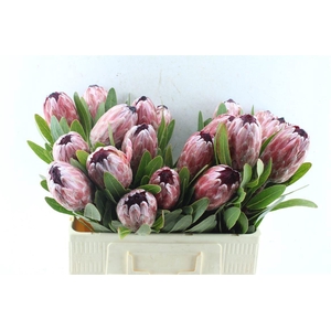 PROTEA PINK ICE
