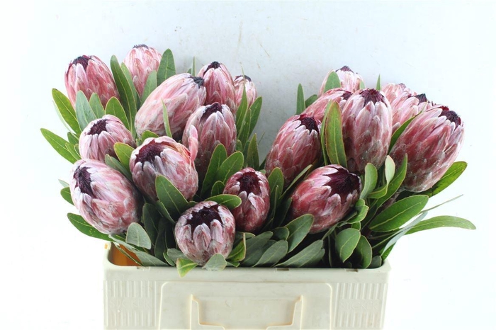 <h4>PROTEA PINK ICE</h4>