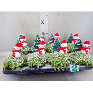 Soleirolia soleirolii 'Aurea'