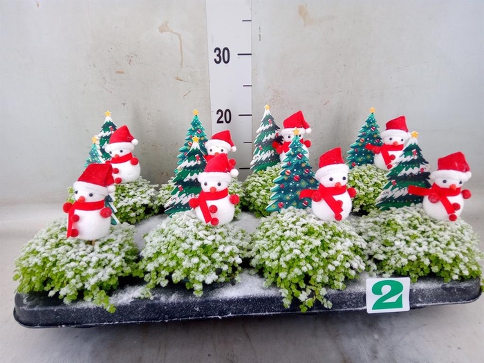 <h4>Soleirolia soleirolii 'Aurea'</h4>