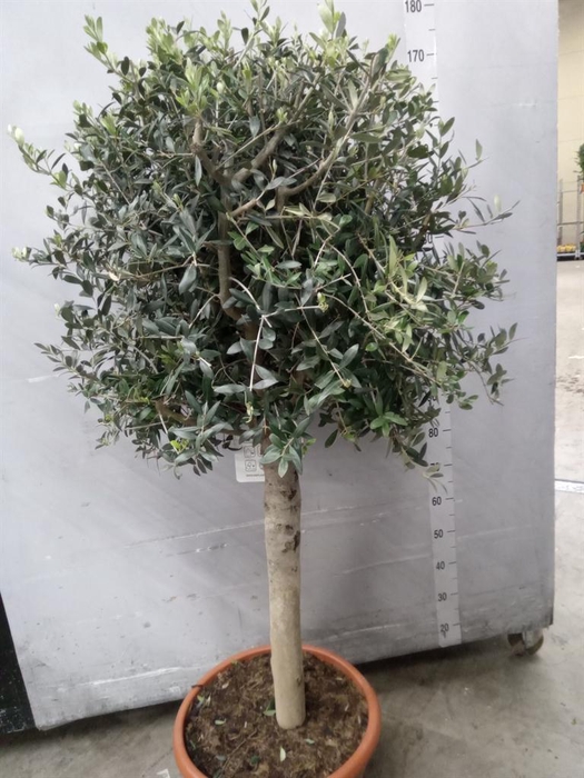 <h4>Olea europaea</h4>