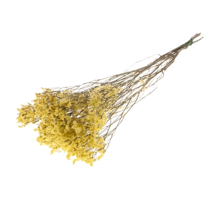 <h4>Statice limonium diamond natural yellow</h4>