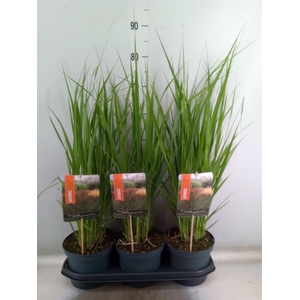 Panicum virgatum