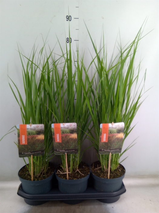 <h4>Panicum virgatum</h4>