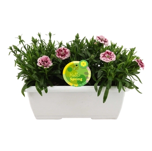 Hello Spring Dianthus Oscar in Duobak Wit
