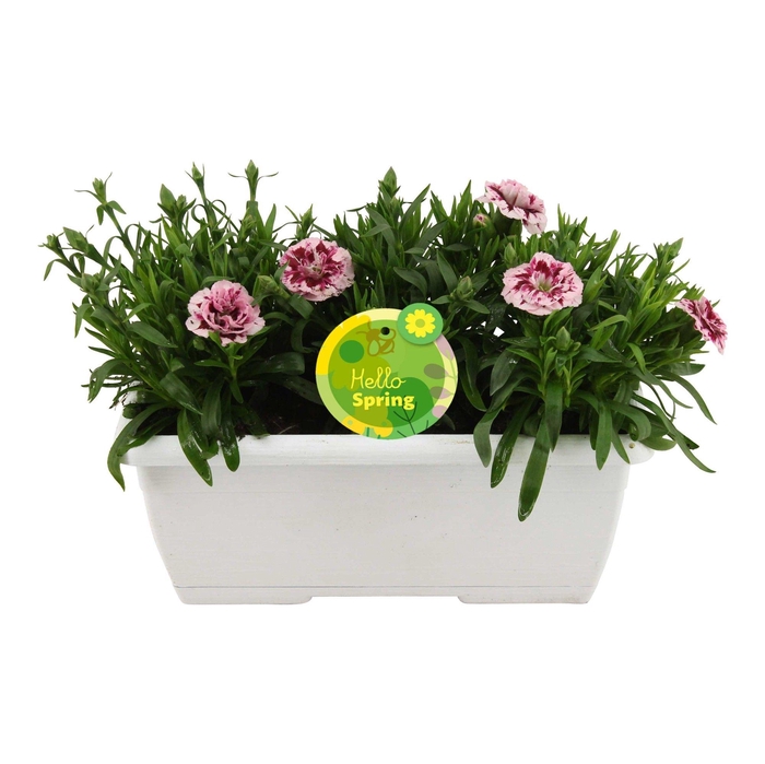 <h4>Hello Spring Dianthus Oscar in Duobak Wit</h4>