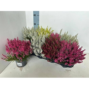CALLU BL MIX P13