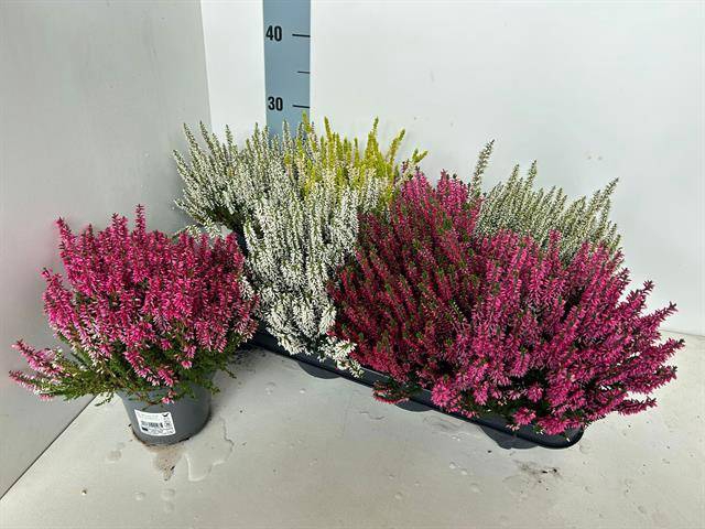 <h4>CALLU BL MIX P13</h4>