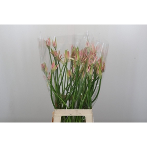 Nerine Vesta K Artistiek