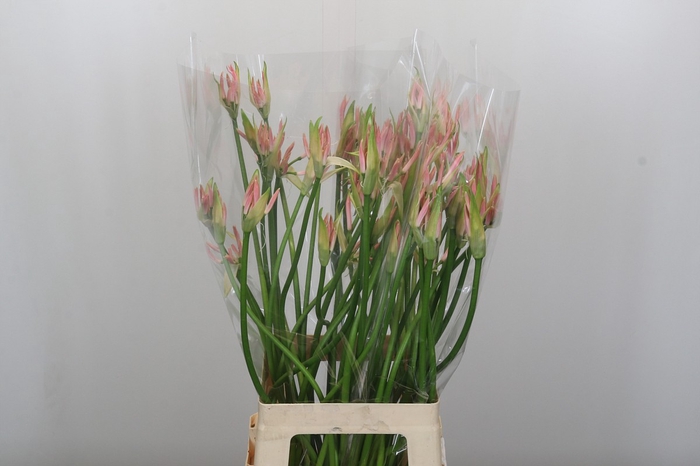 Nerine Vesta K Artistiek