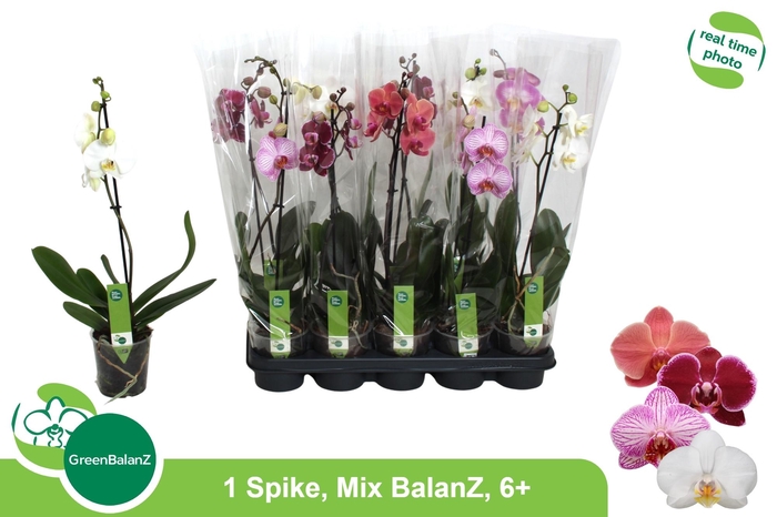 <h4>PHAL GEM 6 KL</h4>