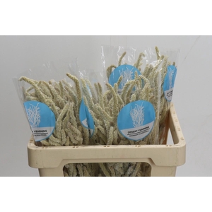 Amaranthus Yearming Desert