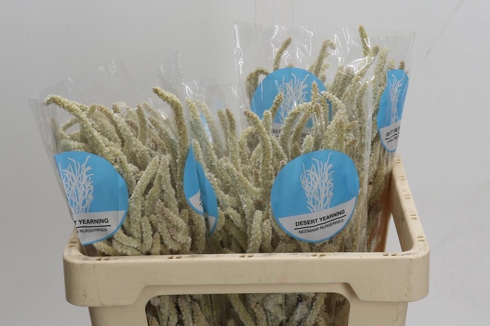 <h4>Amaranthus Yearming Desert</h4>