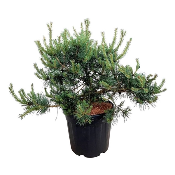 <h4>Pinus sylv. 'Repens'</h4>