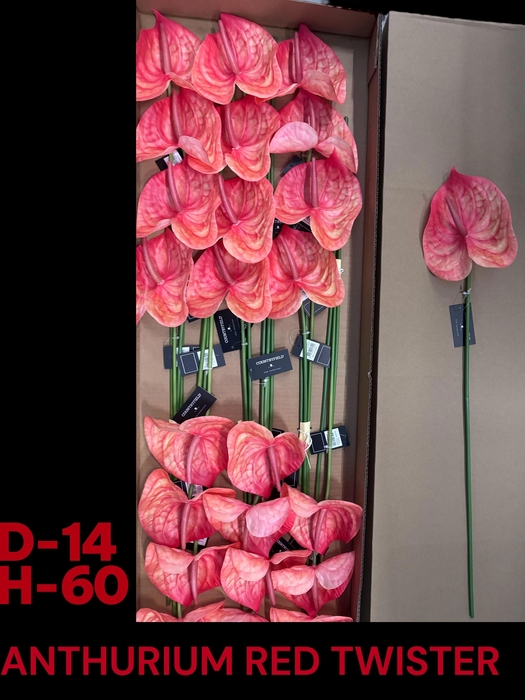 <h4>HUIS EN TUINDECO H%</h4>