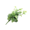 Pothos Plant Green