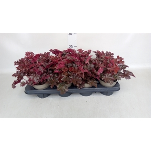 Heuchera   ...