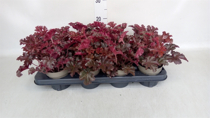 <h4>Heuchera   ...</h4>