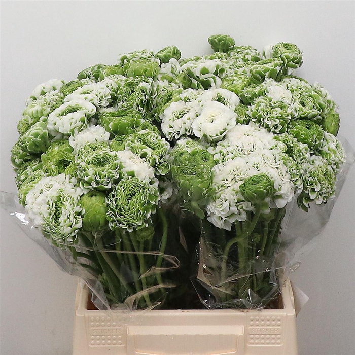 <h4>Ran Ponpon Igloo Green White</h4>