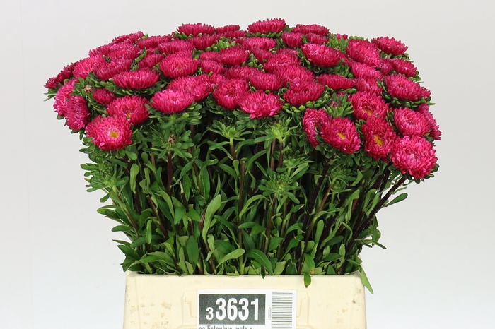 <h4>Callistephus Mats Scharlaken</h4>