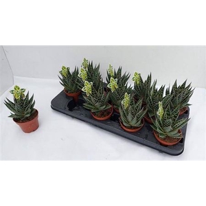 Aloe 'Tiki Tahi'