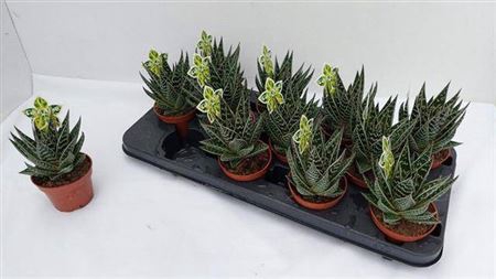 <h4>Aloe 'Tiki Tahi'</h4>